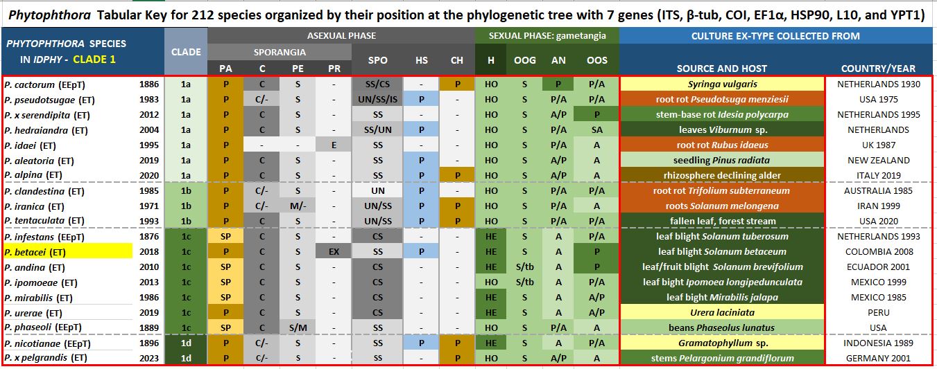    Phytophthora  spp. in subclade 1c:  Morphological Tabular key (PDF) and Tabular key legends (PDF) in IDphy2 KEY SECTION. Notice the data of   P. betacei  Ex-type MFM-P8084 . Gloria Abad, USDA Samp;T. nbsp;
